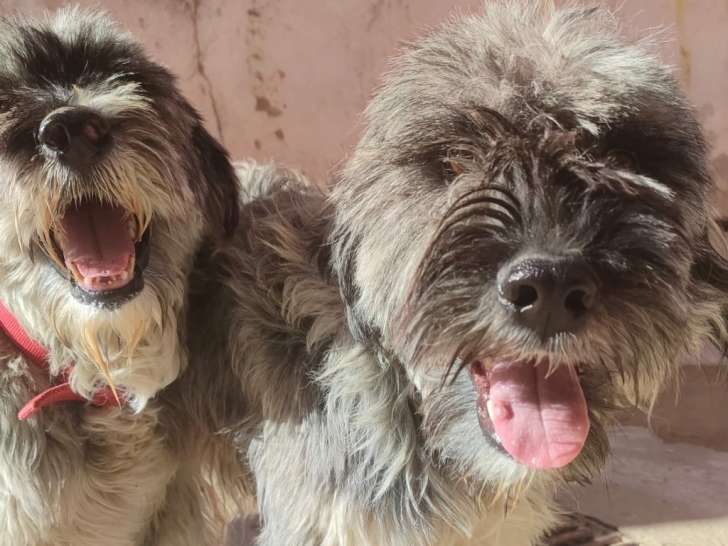 Daryl, magnifique Berger Espagnol de 1 an et demi à adopter