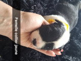 Chiots de race Border Collie à vendre (3 femelles & 2 mâles)