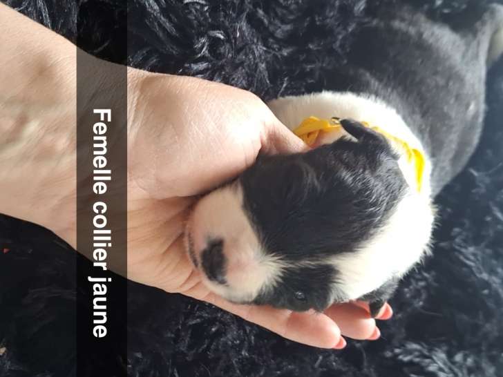 Chiots de race Border Collie à vendre (3 femelles & 2 mâles)