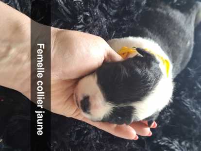 Chiots de race Border Collie à vendre (3 femelles & 2 mâles)