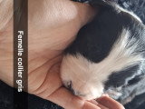 Chiots de race Border Collie à vendre (3 femelles & 2 mâles)