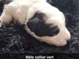 Chiots de race Border Collie à vendre (3 femelles & 2 mâles)