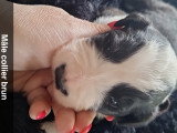 Chiots de race Border Collie à vendre (3 femelles & 2 mâles)