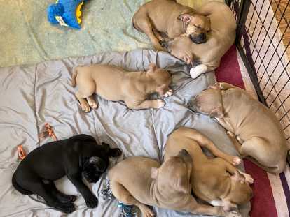 Chiots American Staff LOF à vendre