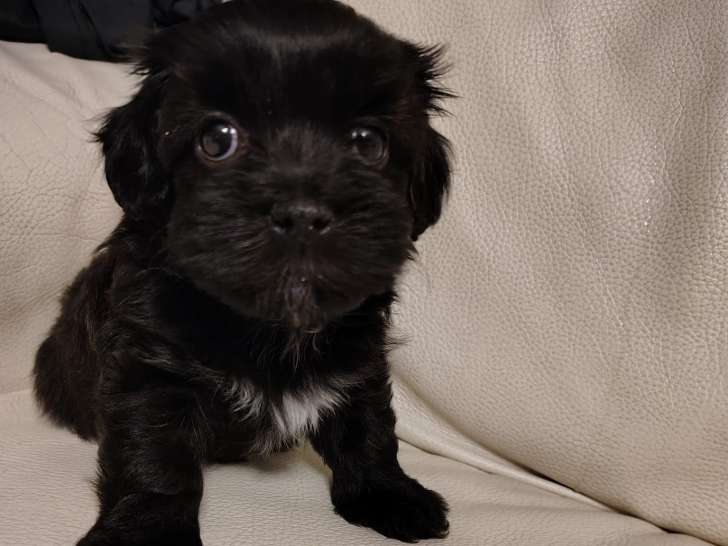 Chiots Bichons Havanais à vendre