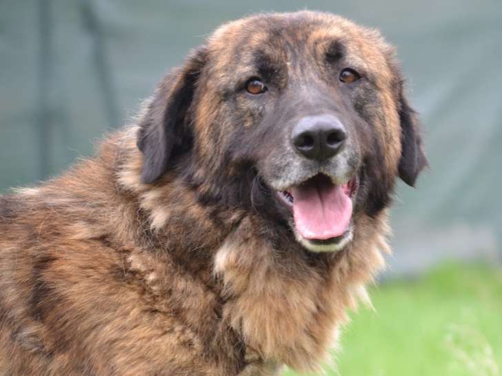 Magnifique chien à adopter, sociable avec les chiens et les chats