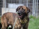 Magnifique chien à adopter, sociable avec les chiens et les chats