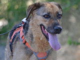 Laika, douce chienne de 2 ans à adopter