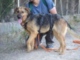 Laika, douce chienne de 2 ans à adopter