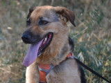 Laika, douce chienne de 2 ans à adopter