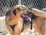 Laika, douce chienne de 2 ans à adopter
