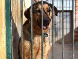 Laika, douce chienne de 2 ans à adopter