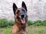 Chienne Malinois très affectueuse à donner