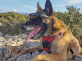 Chienne Malinois très affectueuse à donner