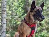 Chienne Malinois très affectueuse à donner