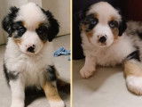 Aloup, Femelle bleu Merle