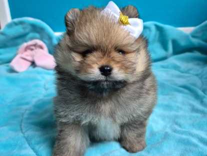 3 magnifiques véritables Spitz Nain Poméranien LOF à vendre