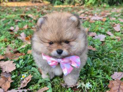 3 magnifiques véritables Spitz Nain Poméranien LOF à vendre