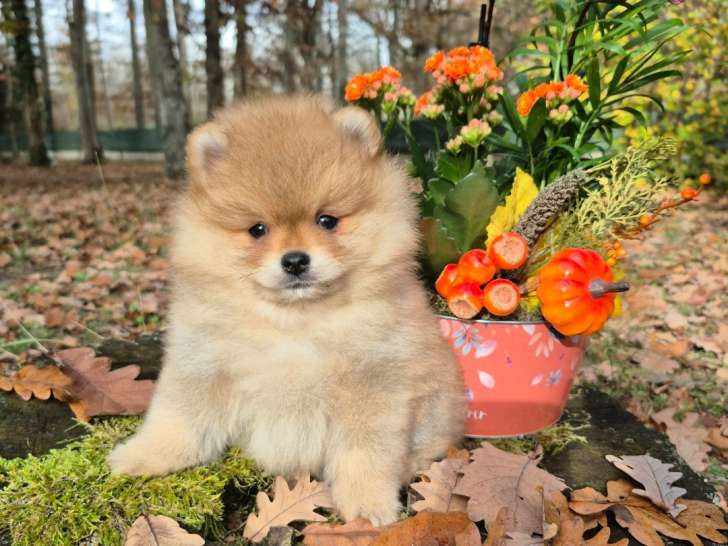 Dernier magnifique véritable Spitz Nain Poméranien LOF à vendre