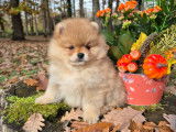 Dernier magnifique véritable Spitz Nain Poméranien LOF à vendre