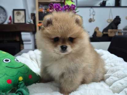 Dernier magnifique véritable Spitz Nain Poméranien LOF à réserver