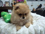 Dernier magnifique véritable Spitz Nain Poméranien LOF à réserver
