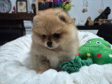 Dernier magnifique véritable Spitz Nain Poméranien LOF à réserver