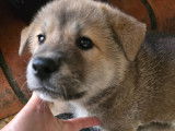 Chiots Akita Inu croisés Berger Allemand à vendre