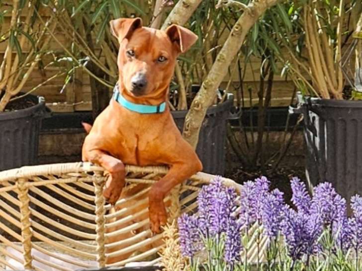 Disponible pour saillie Mâle Pinscher nain Italien 1er excellent et Meilleure de race