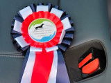 Disponible pour saillie Mâle Pinscher nain Italien 1er excellent et Meilleure de race