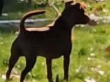 Disponible pour saillie Mâle Pinscher nain Italien 1er excellent et Meilleure de race