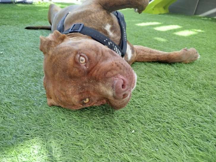 Mâle American Bully disponible pour saillie