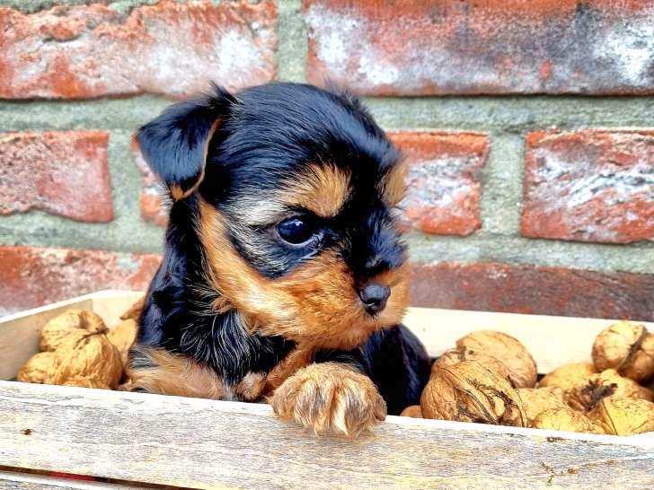 Superbes chiots Yorkshire Terrier à vendre