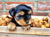 Superbes chiots Yorkshire Terrier à vendre