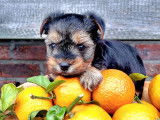 Superbes chiots Yorkshire Terrier à vendre