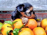 Superbes chiots Yorkshire Terrier à vendre