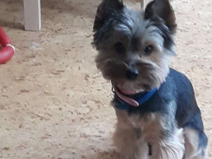 Chiot femelle Yorkshire de 10 mois à vendre