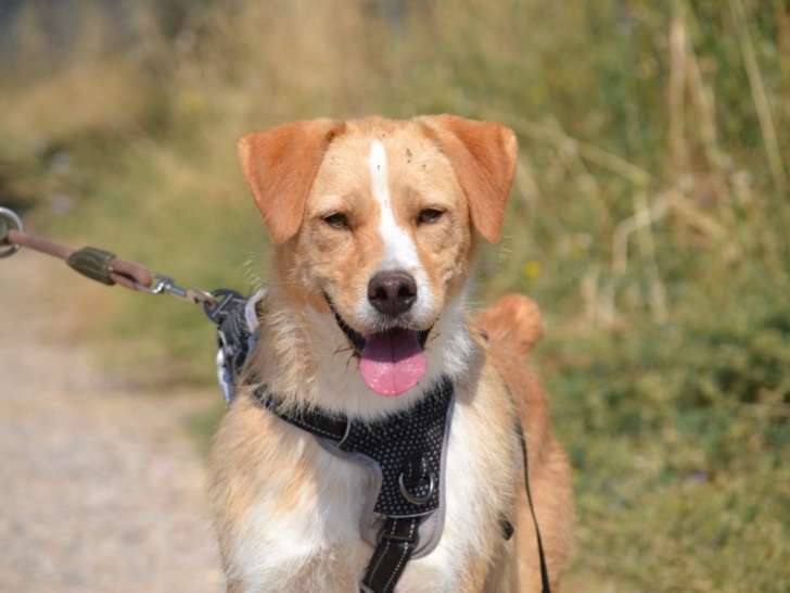 Oso, adorable chien joueur et affectueux à adopter