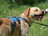 Oso, adorable chien joueur et affectueux à adopter