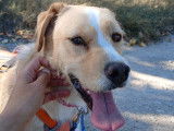 Oso, adorable chien joueur et affectueux à adopter