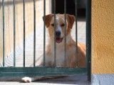 Oso, adorable chien joueur et affectueux à adopter