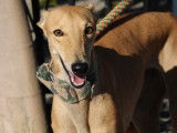 Superbes Galga de 5 ans à adopter