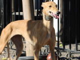 Superbes Galga de 5 ans à adopter