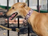 Superbes Galga de 5 ans à adopter