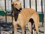 Superbes Galga de 5 ans à adopter
