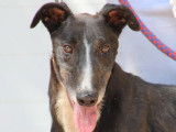 Versace, Galgo idéal de 3 ans à adopter
