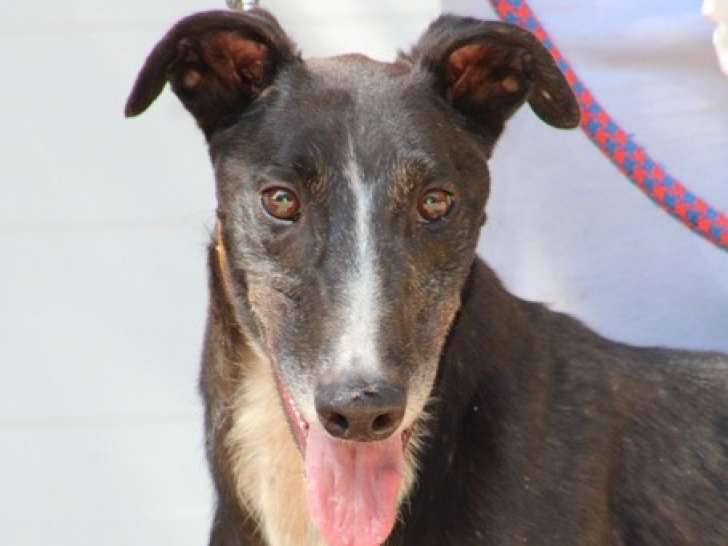 Versace, Galgo idéal de 3 ans à adopter