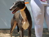 Versace, Galgo idéal de 3 ans à adopter