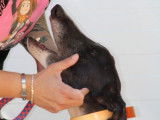 Versace, Galgo idéal de 3 ans à adopter