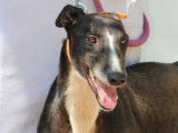 Versace, Galgo idéal de 3 ans à adopter